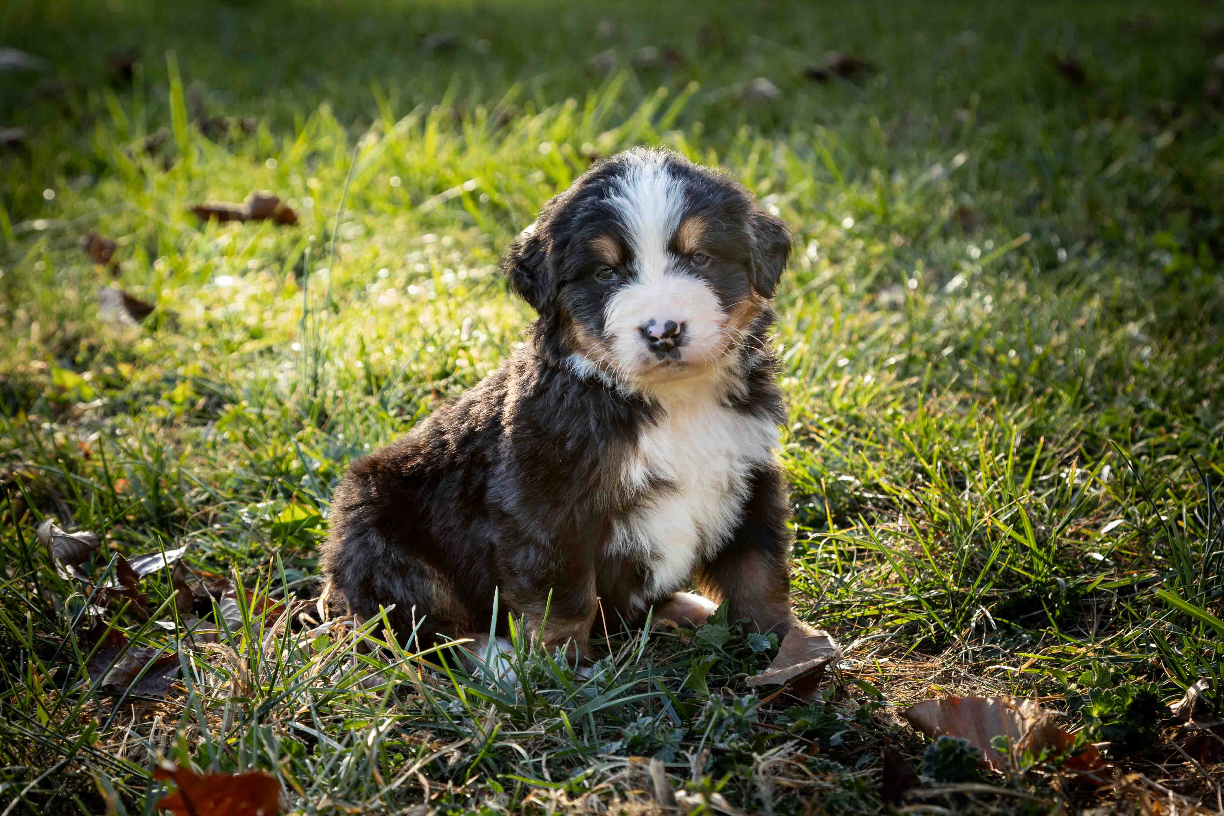 puppy, for, sale, Bernese Mountain Dog, Emanuel  Glick, dog, breeder, Bird-In-Hand, PA, dog-breeder, puppy-for-sale, forsale, nearby, find, puppyfind, locator, puppylocator, aca